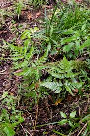 Image result for Arachniodes webbiana