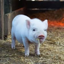 Oct 21, 2021 · the rest may be vegetarian or vegan, or just taking a stand against a protein that, let's face it, doesn't show up much the rest of the year for a reason. 51 Vegan Questions For Your Next Zoom Pub Quiz