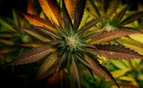 Investors who anticipate trading during these times are strongly advised to use limit orders. Is Sundial Growers Sndl A Good Buy List Blender