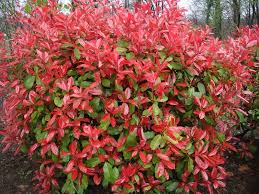 Photinia Fraseri Photinia Red Robin Hedging Plants Plants