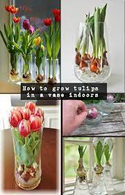 You will need gravel, rocks or glass beads to line the bottom of the vase. How To Grow Tulips In A Vase Indoors Naturalgardenideas Com In 2021 Growing Tulips Indoor Flowers Garden Bulbs