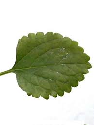 Image result for Plectranthus verticillatus