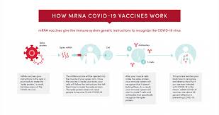 What are the pfizer vaccine ingredients? Are Fetal Cell Lines Used In The Covid 19 Vaccine Ksl Investigates