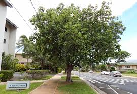 Image result for Cordia subcordata