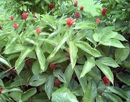 Image result for Costus subbiflorus