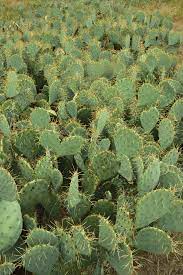 2 pruning a padded or prickly pear cactus. Texas Southwestern Cattle Raisers Faster Pricklypear Control Benefits