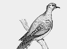 We did not find results for: Contoh Gambar Ilustrasi Binatang Yang Mudah Digambar Mourning Dove Clipart Transparent Gambar Ilustrasi Hewan Burun Ilustrasi Gambar Flora Dan Fauna Binatang