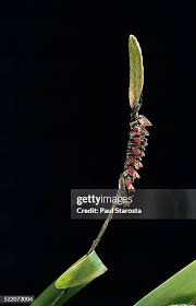 Image result for Bulbophyllum cochleatum