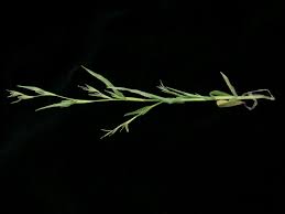 Image result for Hackelochloa granularis