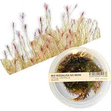 Image result for Mayaca