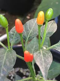 Image result for Capsicum frutescens