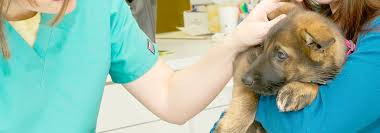 Request appointment avmf fund donations. Animal Medical Center Of Cumming Veterinarian In Cumming Ga