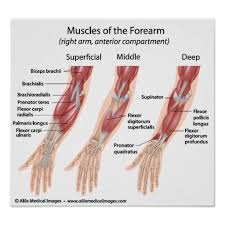 The muscle belly is in the upper arm and forms a thick tendon that attaches to the inner aspect of the elbow. Pin On Drawing