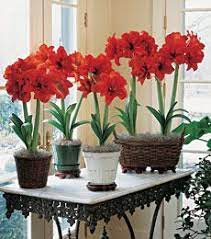 Growing Amaryllis Growing Amaryllis Bulbs How To Grow Amaryllis Bulbs Amaryllis Bulb Growing Guide Wh White Flower Farm Amaryllis Bulbs Amaryllis Flowers
