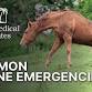 FREE Dinner Event: Common Equine Emergencies event image