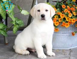 Siess ranch provides videos and updates on our labrador retriever puppies for sale to you directly. Boss Labrador Retriever Yellow Puppy For Sale Keystone Puppies Labrador Retriever Yellow Lab Puppies Labrador Retriever Puppies