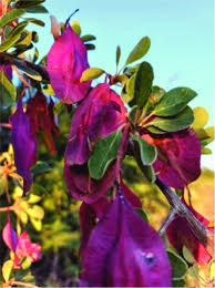 Image result for Terminalia prunioides