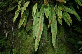 Image result for Oleandra