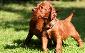 Irish Setter Puppies Wallpaper 1440x900 13487 The irish setter is a sporting dog that was historically used to hunt birds. irish setter puppies wallpaper