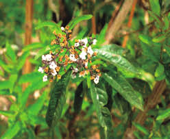 Image result for Aloysia citrodora