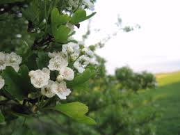 They are one of the most professional and efficient flower delivery services around. The May Tree Www Maymorning Co Uk