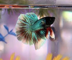 Half moon bettas are bettas with a tail span of 180* anything less is usually grouped into deltas or super deltas. Betta Fish Technonurse S Blog Roadplug