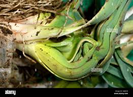 Image result for phytomyza gymnostoma