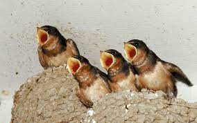 Maybe you would like to learn more about one of these? How To Remove Birds And Nests From Chimney The Blog At Fireplacemall