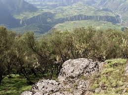 Image result for Viola abyssinica