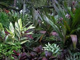 Tropical rainforest plants that can be used in the garden to add color, diversity and charm. Easy Indoor Tropical Plants