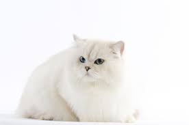 British shorthair silver shaded ns11. Silver Shaded Pointed Ns1133 Cats British Shorthair Cats Kitten For Sale