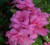 Encore® autumn cheer™ belongs to the encore® series azaleas which are all repeat bloomers. Autumn Cheer Encore Azalea 3 Gallon Shrub Shrubs For Fall Color Gardener Direct