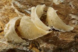 The Nest Of Edible-Nest Swiftlet, Raw Edible Bird's Nest Materials.. Stock  Photo, Picture And Royalty Free Image. Image 96558009.