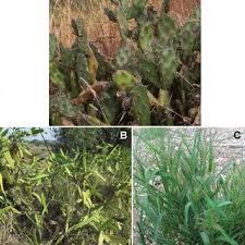Nopal cactus / prickly pear, is found along usa roadsides in the desert southwest and throughout its native mexico. Pdf New Contributions To The Knowledge Of The Alien Flora Of The Barcelona Province Catalonia Spain