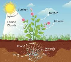 The ultimate source of energy for almost all. Photosynthesis Photosynthesis Quiz Quizizz