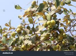 Image result for Ziziphus mauritiana