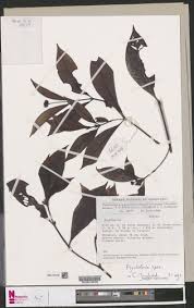 Image result for Psychotria hypsophila