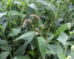 Image result for Persicaria