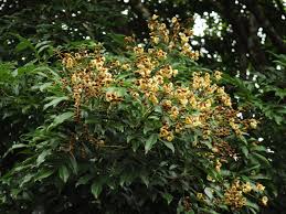 Image result for Cineraria pinnata