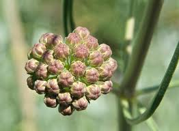 Image result for Asclepias schumanniana