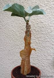 Image result for Cyphostemma