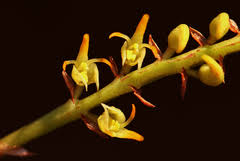 Image result for Bulbophyllum scaberulum
