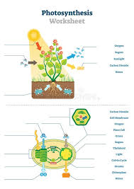 Biology Photosynthesis Stock Illustrations 565 Biology