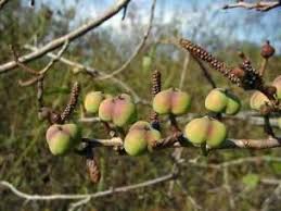 Image result for Spirostachys