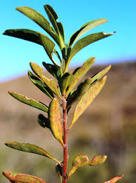 Image result for Clutia