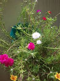 Pin By Navra Tilova On Moss Rose Portulaca Grandiflora Plants Garden