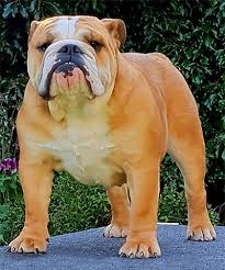 English bulldog rescue in the uk. British Bulldog Ownership Has Doubled But Breed Faces High Risk Of Skin Disease And Obesity