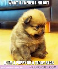 Let Me Console You Tiny Puppy Cute Animals Pets Dog Cute Animals Baby Animals Cute Baby Animals