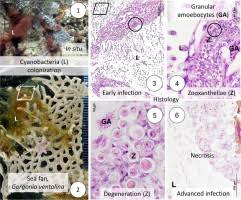 Southern florida has a beautiful climate, comfortable for residents, tourists, and an abundance of wildlife. Pathological Effects Of Cyanobacteria On Sea Fans In Southeast Florida Sciencedirect