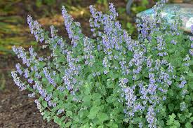 Image result for Nepeta